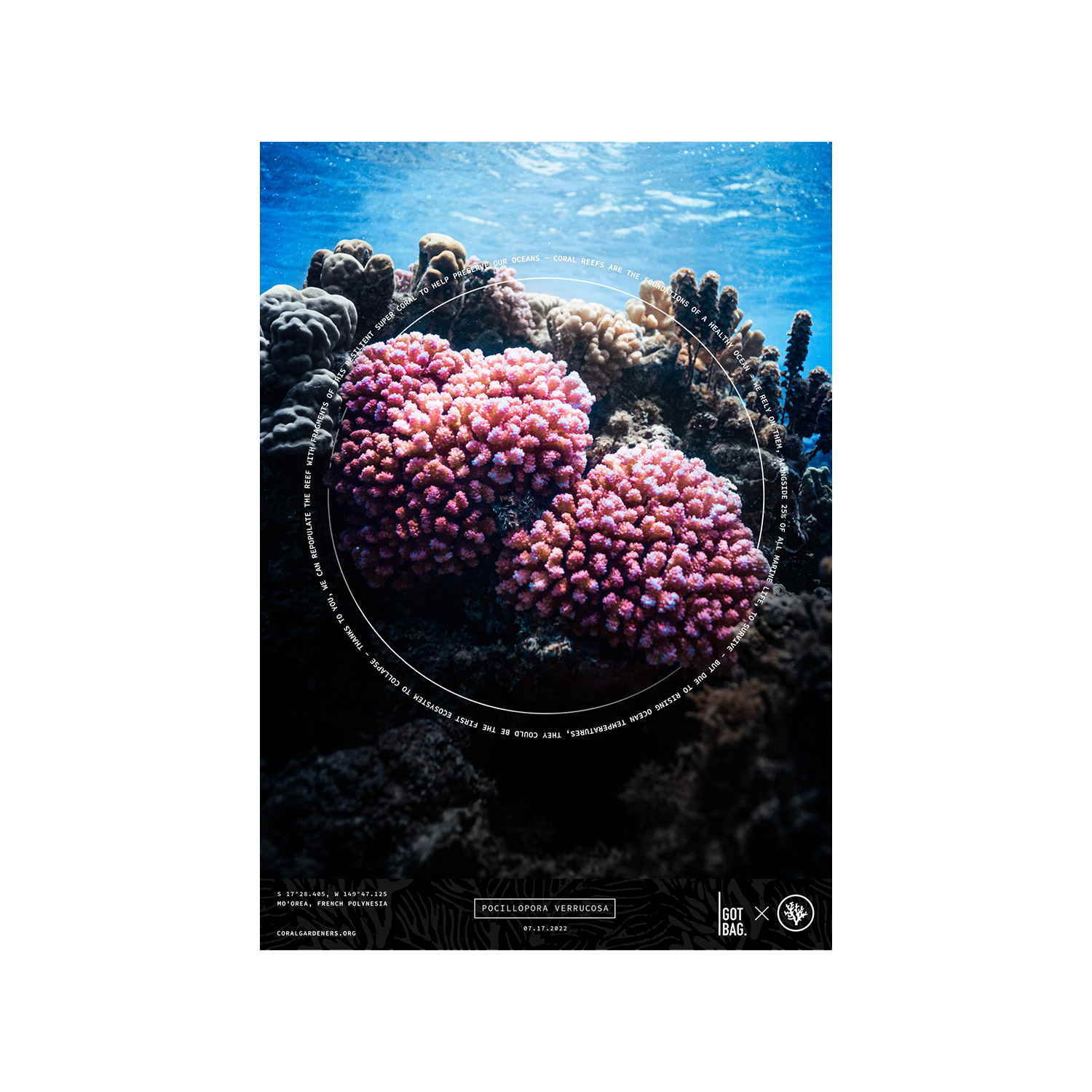 CORAL (POCILLOPORA VERRUCOSA)