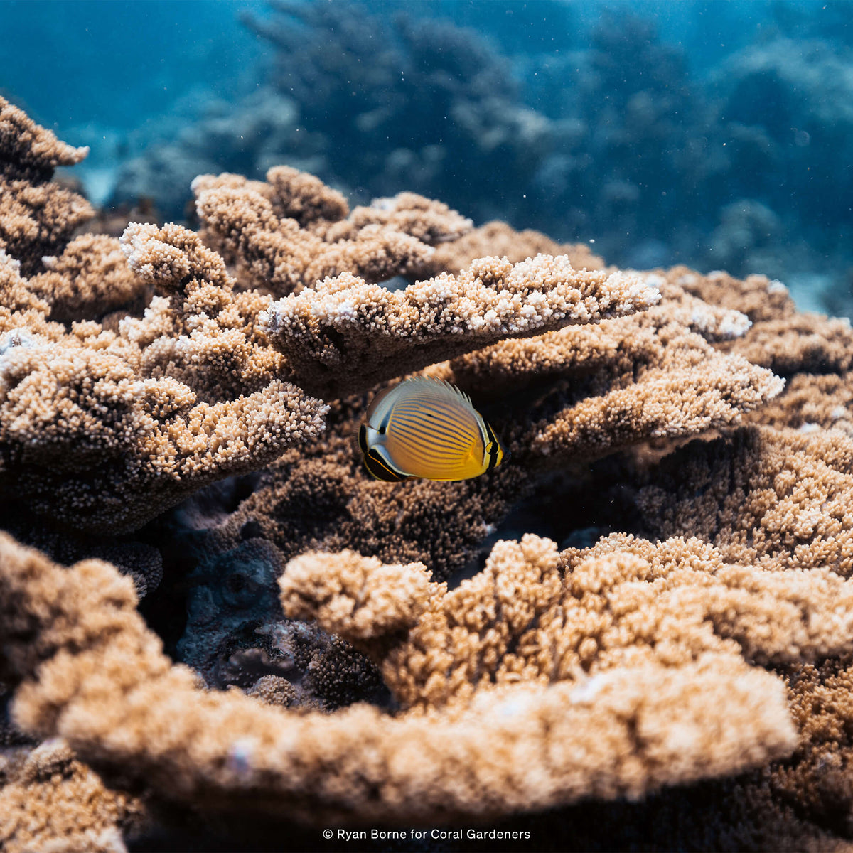 Unterwasserszene eines Korallenriffs mit einem Fisch, der zwischen Korallen schwimmt.