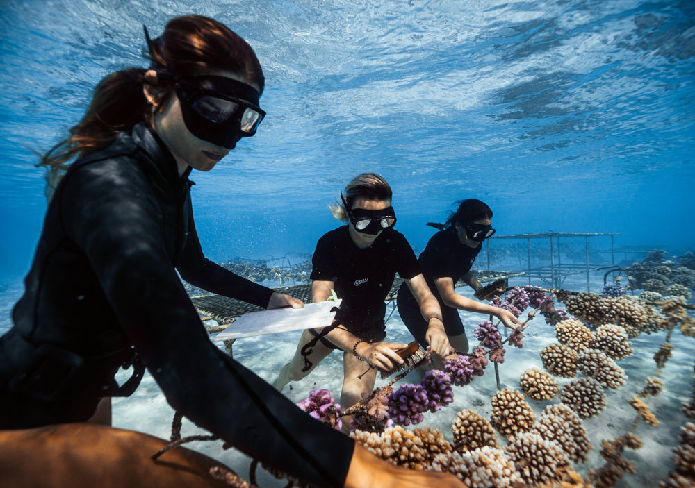 Drei Frauen in Taucheranzügen pflegen unter Wasser Korallen; eine hält ein Klemmbrett, eine andere eine Bürste.