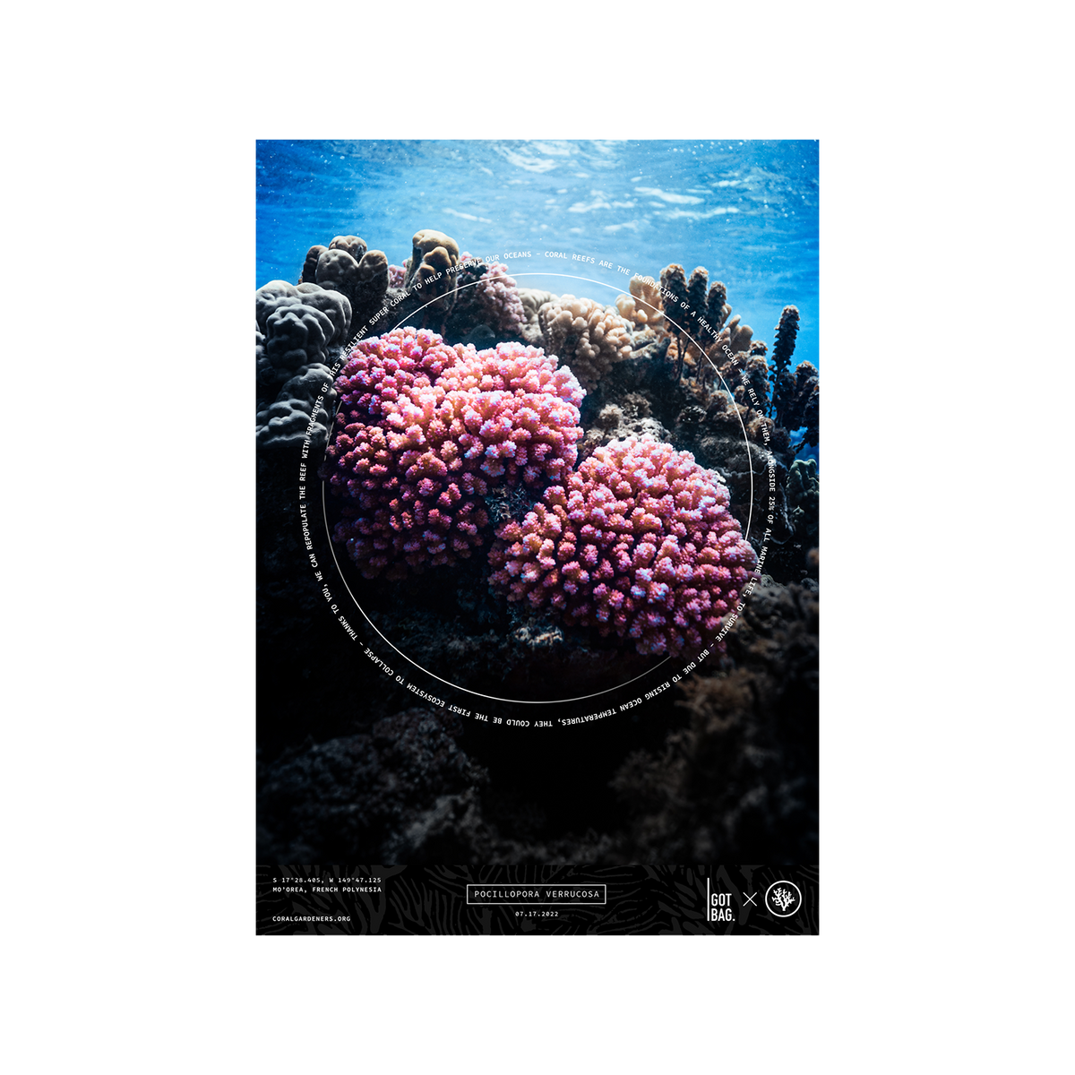 Unterwasseransicht eines Korallenriffs mit zwei großen pinken POCILLOPORA VERRUCOSA Korallen im Vordergrund.