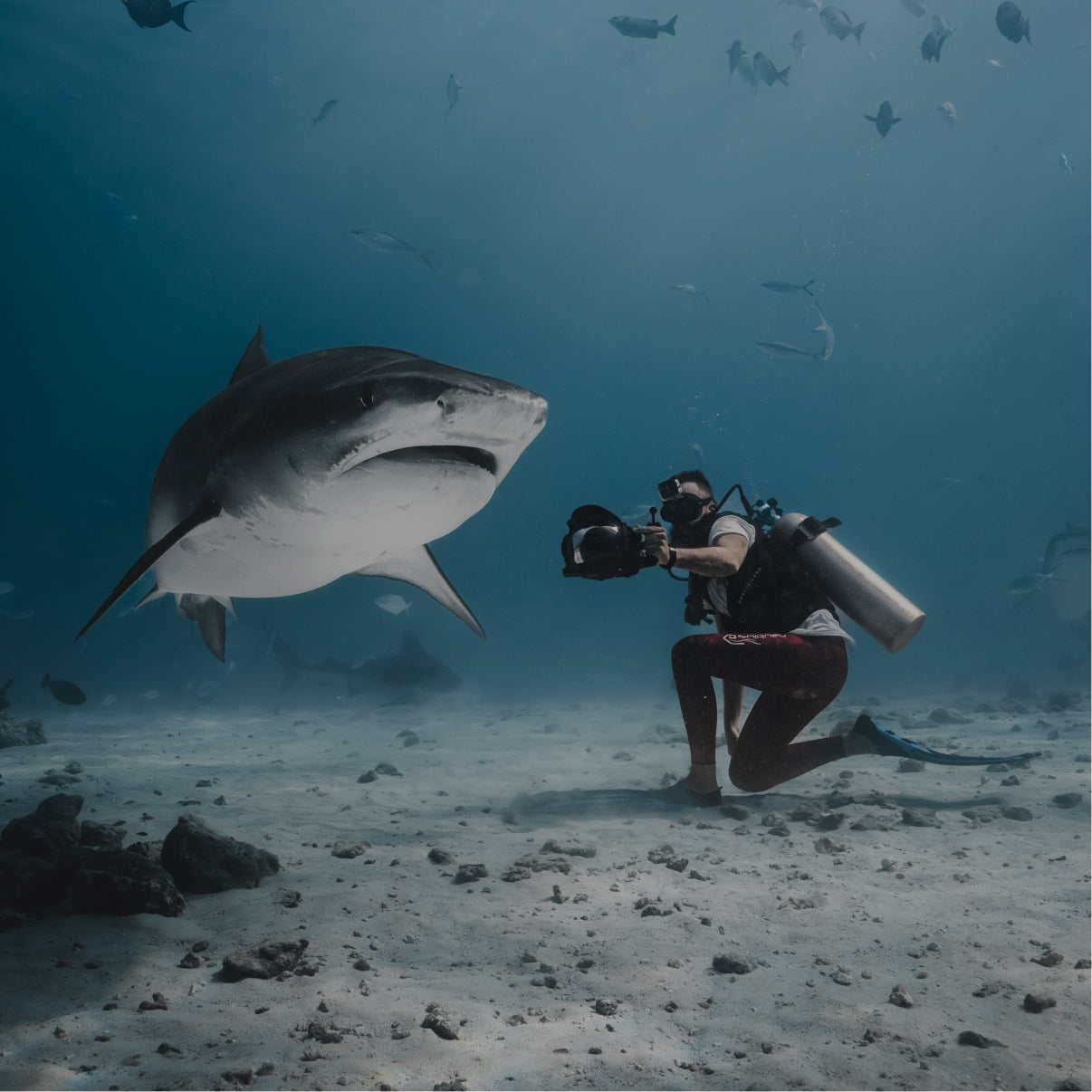 Mann (Taucher) mit Unterwasserkamera kniet vor einem Hai auf dem Meeresboden. Accessoires Szene.