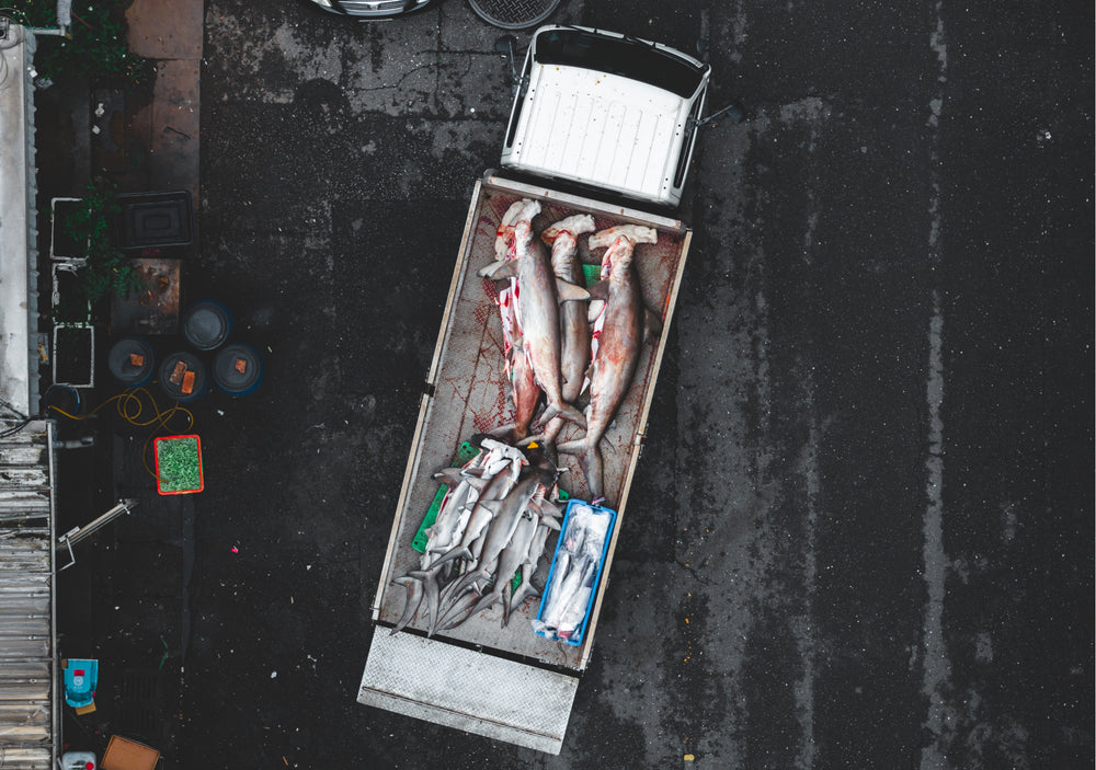 Vista dall'alto di un camion bianco con squali martello morti e pesci più piccoli nel cassone.