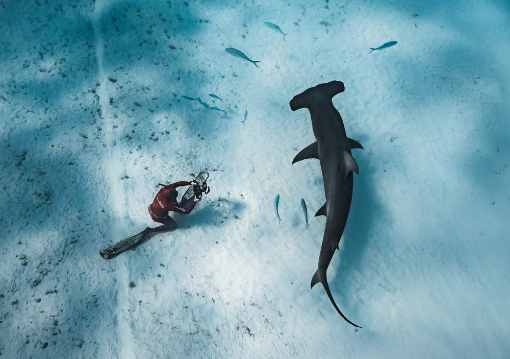 Accessori con un sub in muta rossa e squalo martello in acqua chiara e azzurra su fondale sabbioso.