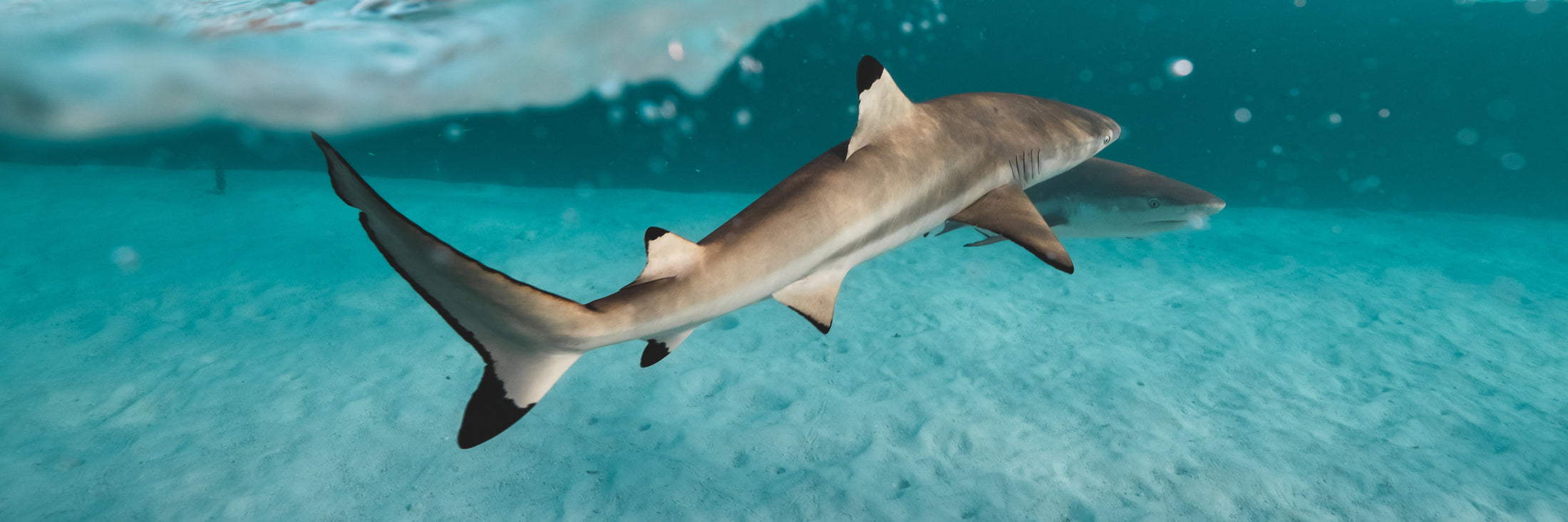 Due squali nuotano in acqua chiara e turchese sopra il fondale sabbioso.