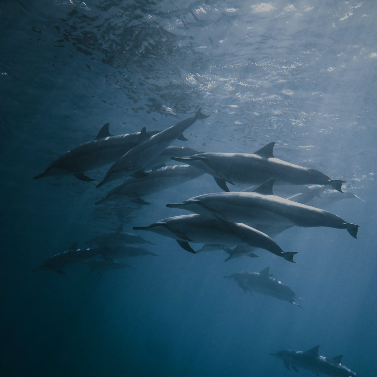 Many dolphins swim below the water surface in the deep ocean, category accessories.