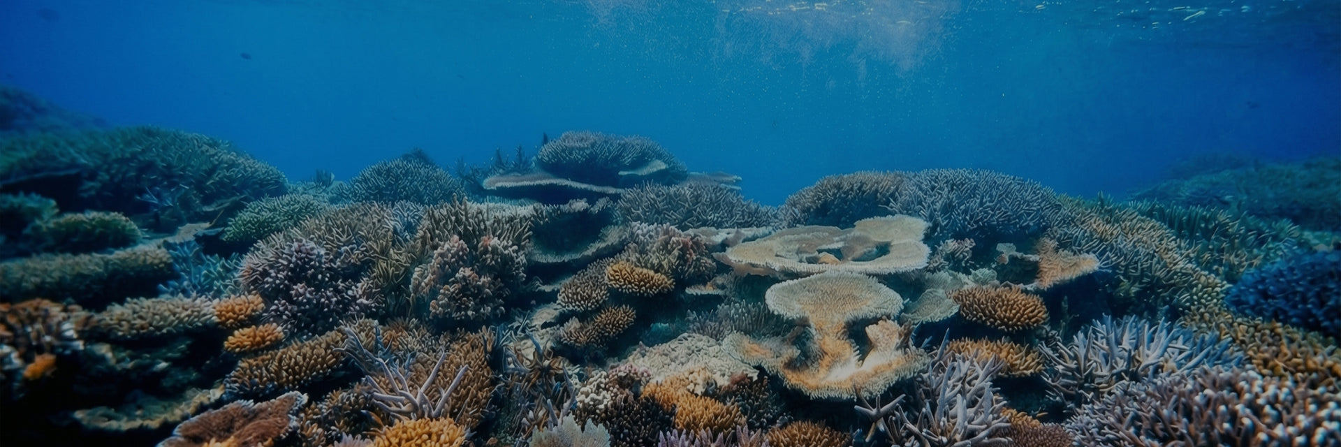 Barriera corallina sottomarina con diverse strutture coralline e acqua blu, luce che filtra dall'alto.