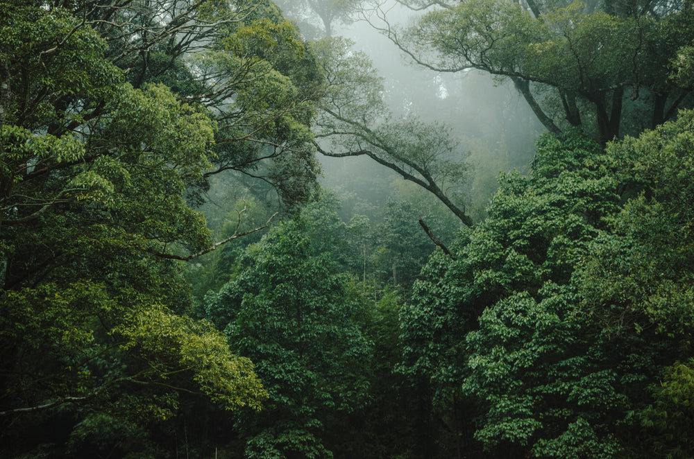 Fitta foresta nebbiosa come accessorio con alberi alti e varie tonalità di verde.